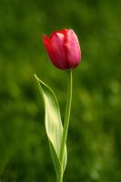 Solo Tulip�